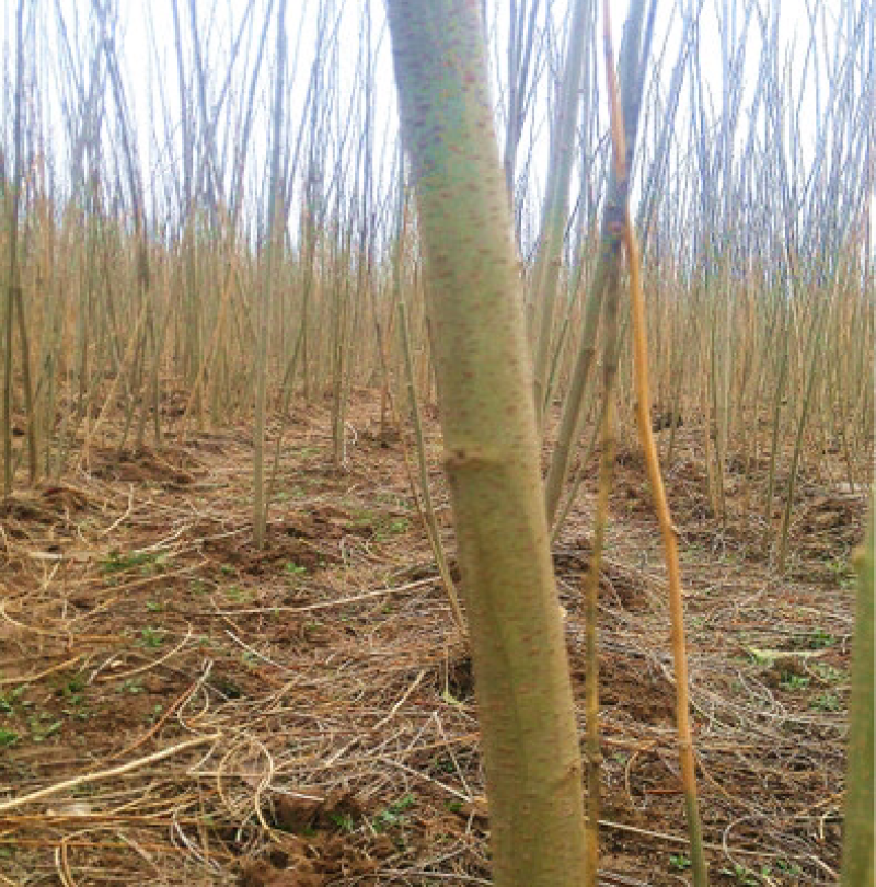 合欢河南合欢合欢批发合欢种植基地基地直接发货