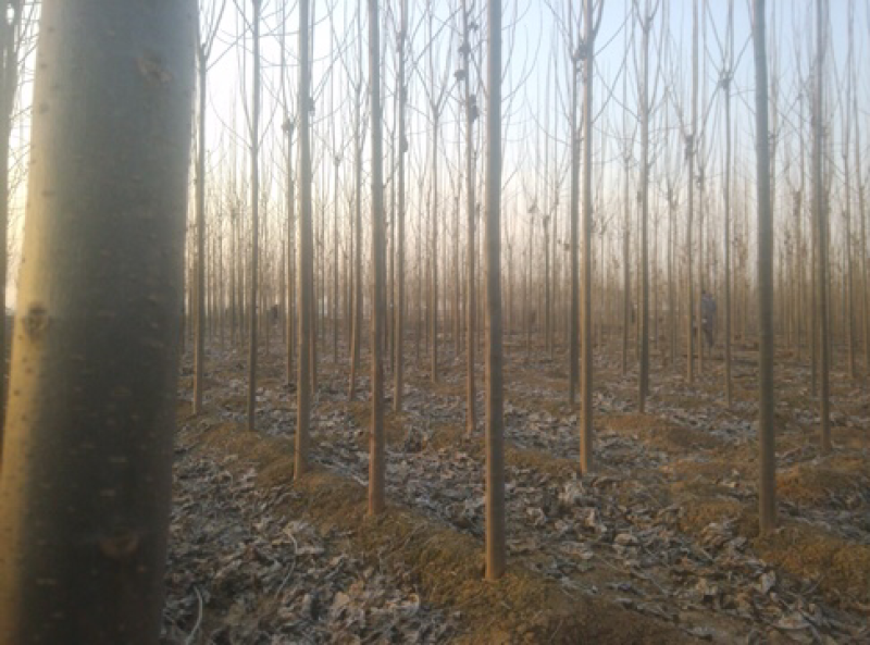 楸树楸树基地直供河南楸树基地直接批发，价格低
