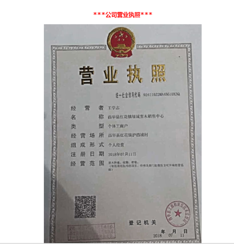 楸树楸树基地直供河南楸树基地直接批发，价格低