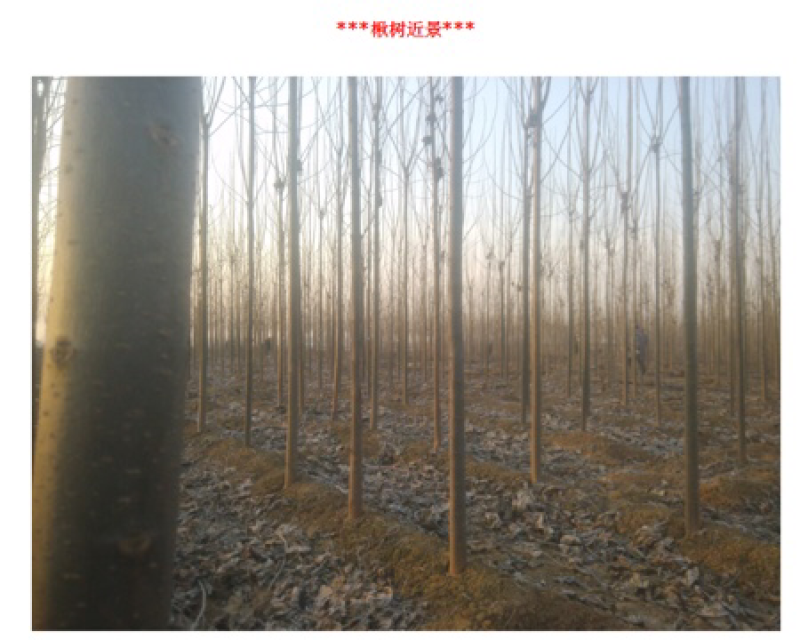 楸树楸树基地直供河南楸树基地直接批发，价格低