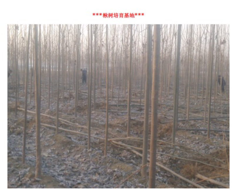 楸树楸树基地直供河南楸树基地直接批发，价格低