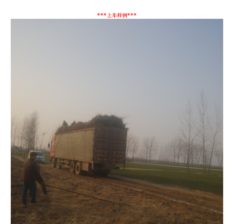楸树楸树基地直供河南楸树基地直接批发，价格低