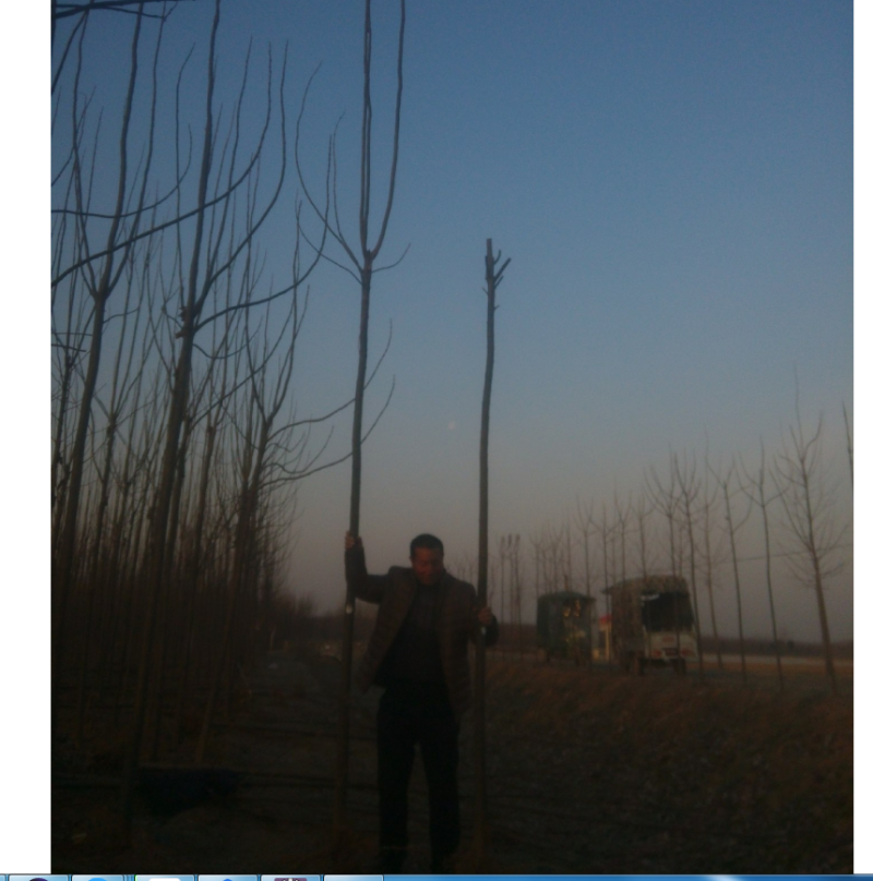 楸树楸树基地直供河南楸树基地直接批发，价格低