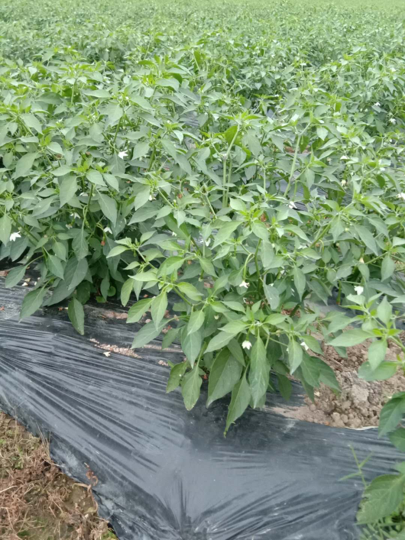 精品3号8号线椒辣椒