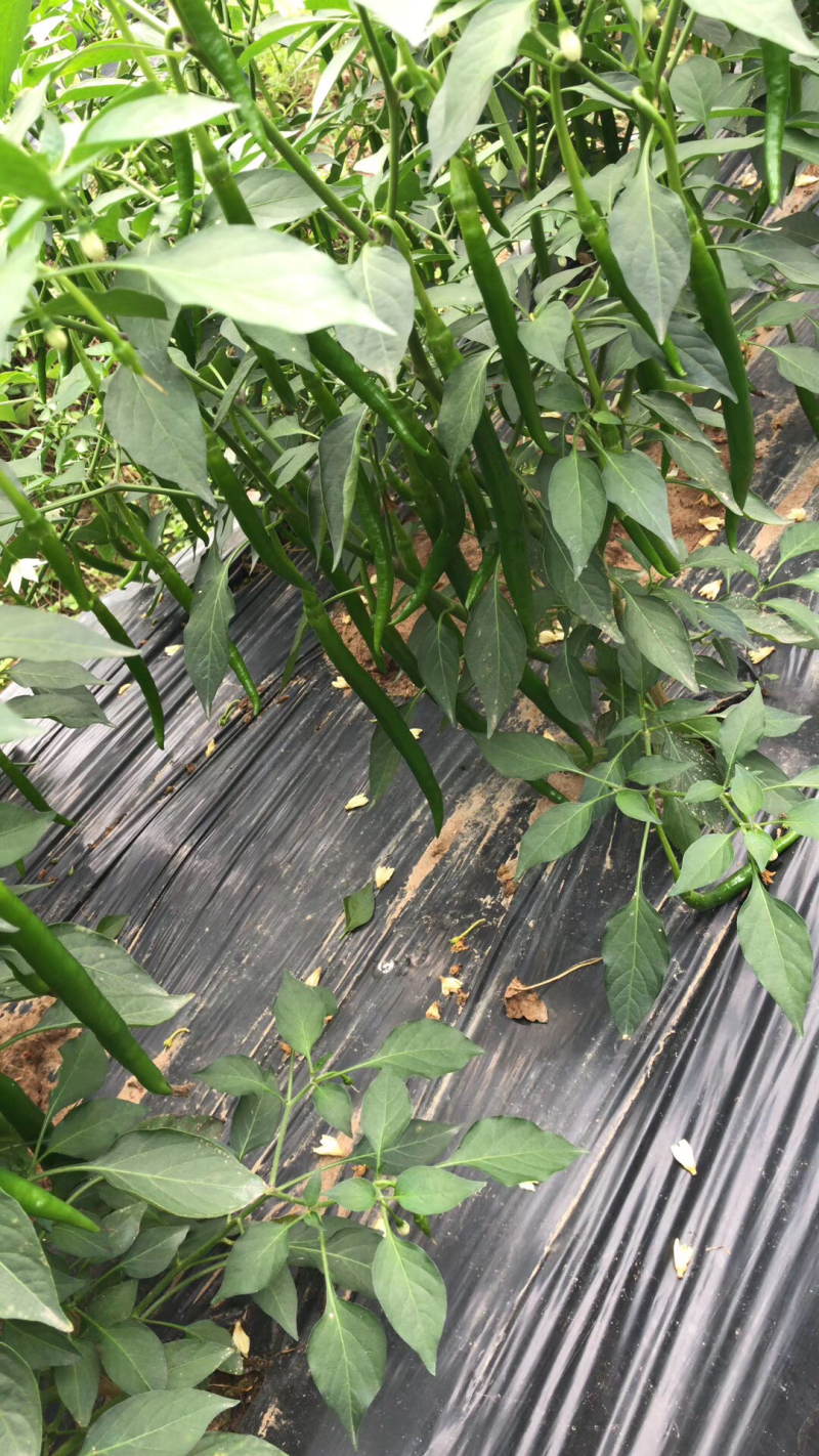 精品3号8号线椒辣椒