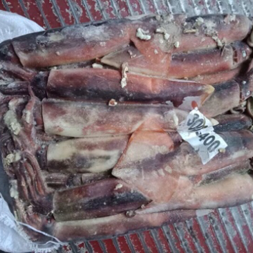 阿根廷鱿鱼