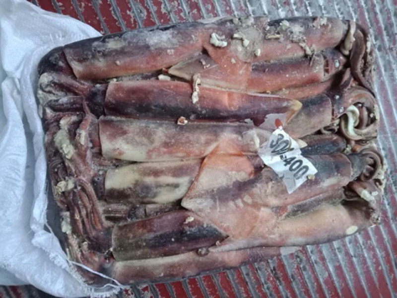 阿根廷鱿鱼