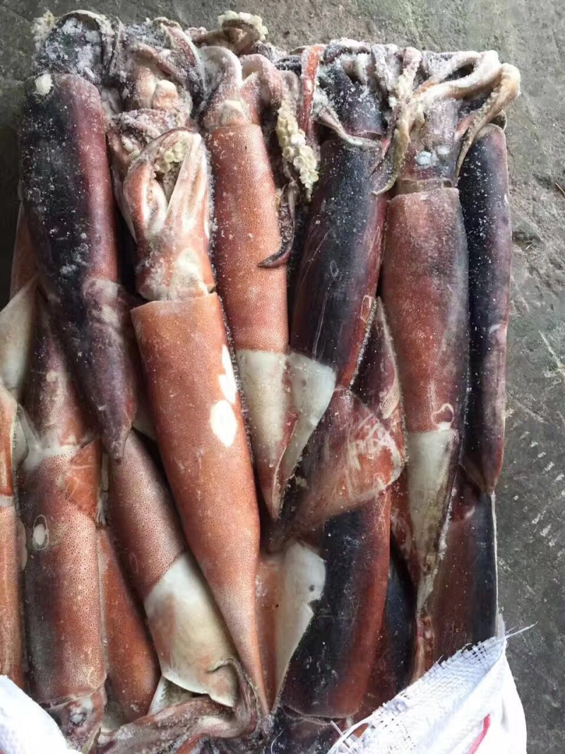 阿根廷鱿鱼