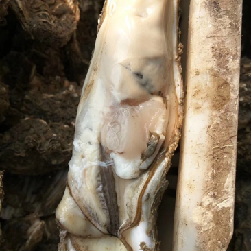 长条牡蛎
