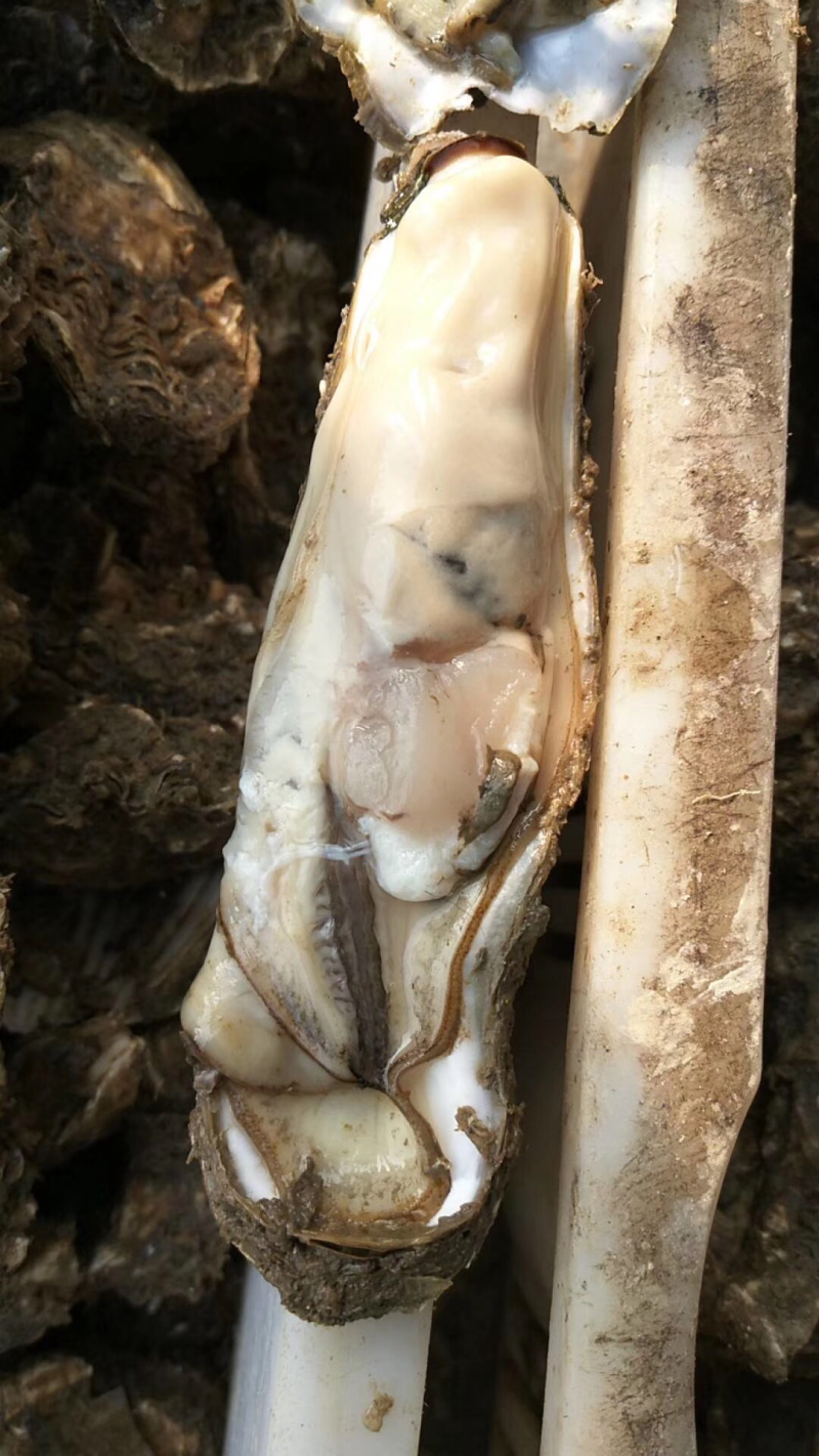 长条牡蛎