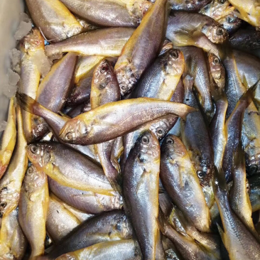 黄花鱼
