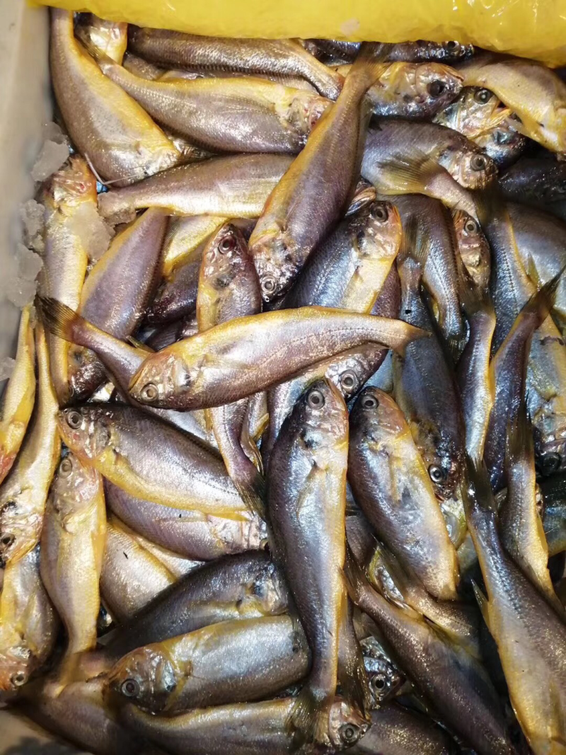 黄花鱼
