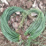 今年的藏红花涨的很漂亮