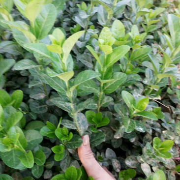 出售卫毛