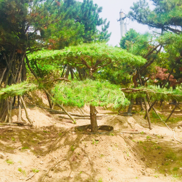 造型独特的小松树