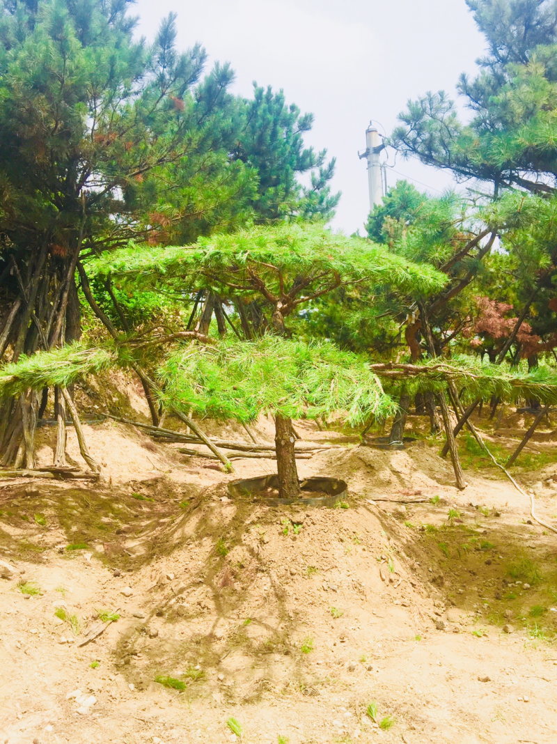 造型独特的小松树