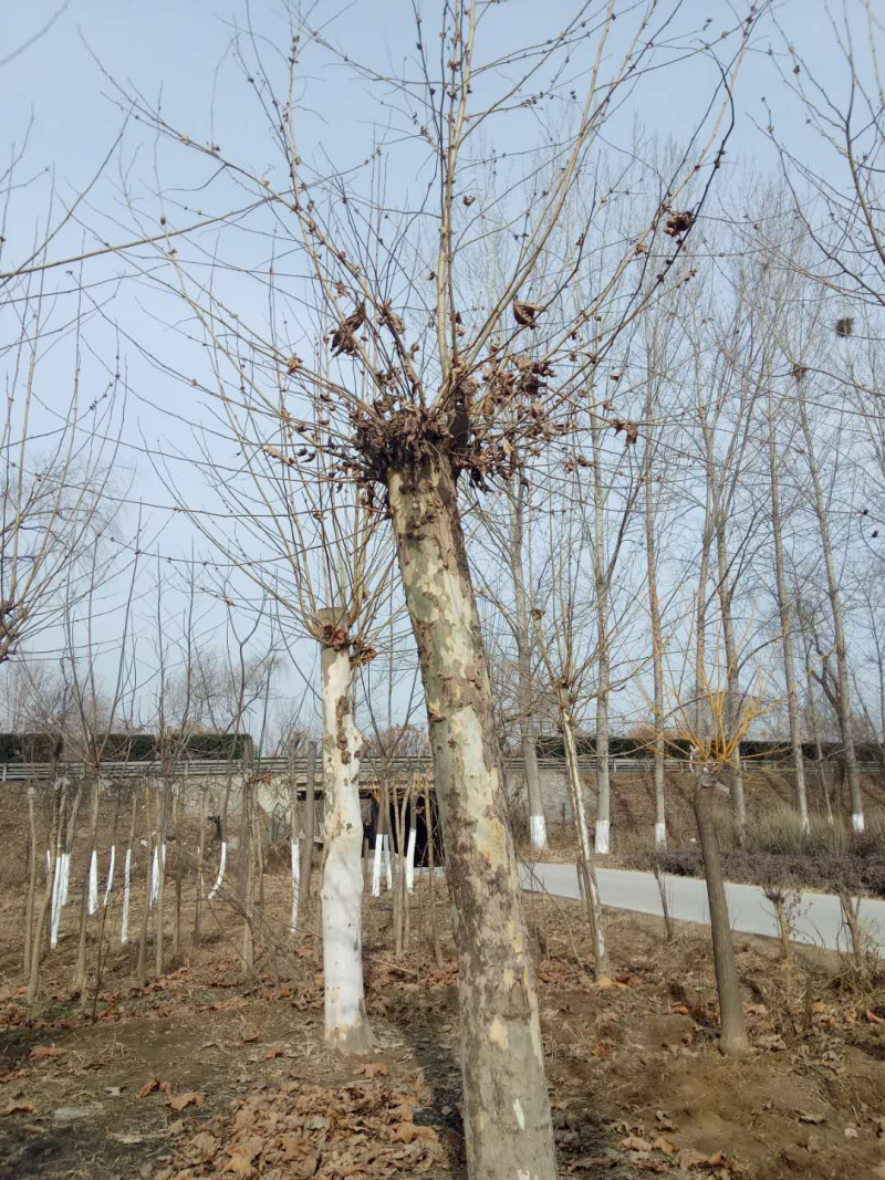 发帽法桐