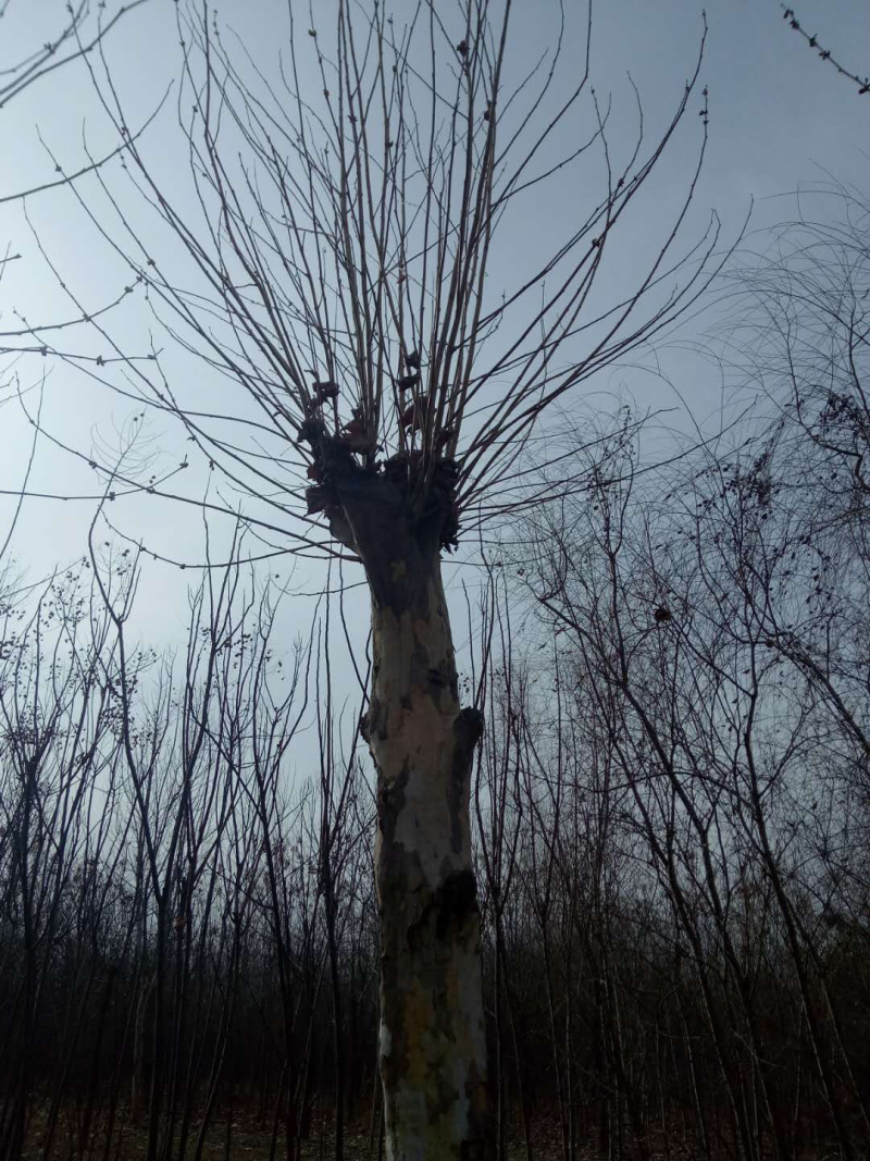 发帽法桐