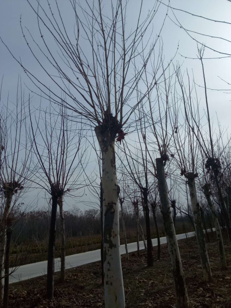 发帽法桐