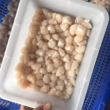 扇贝瑶柱丁