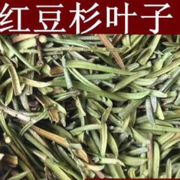 红豆杉叶