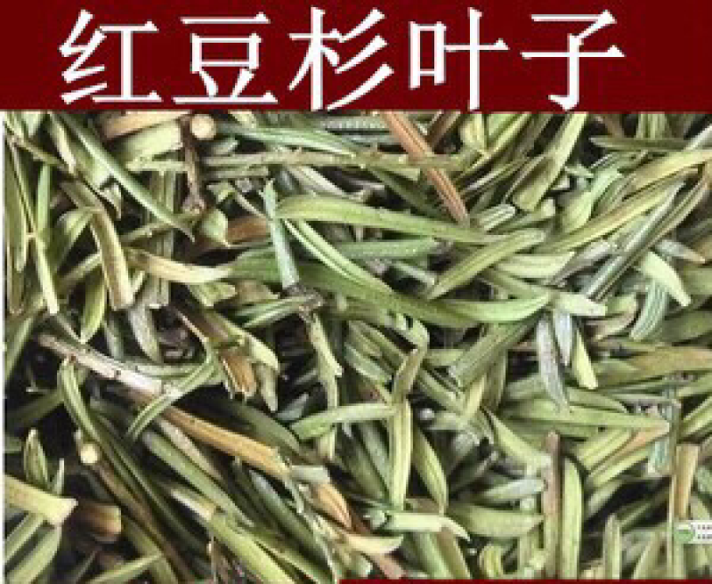 红豆杉叶