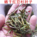 红豆杉叶