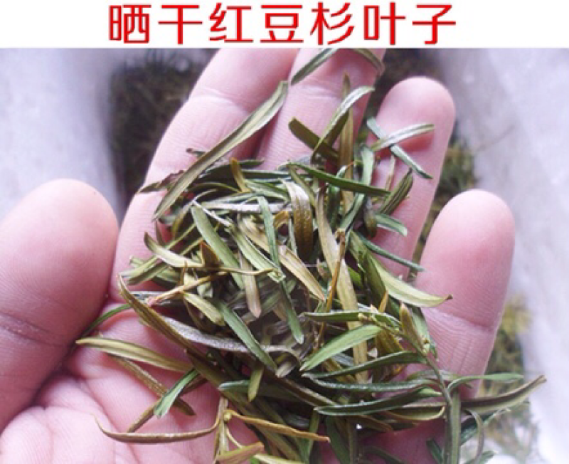 红豆杉叶