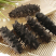 海参