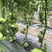 荷兰引进大果番茄苗产量高质量保障寿光种业基地直供