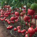 荷兰引进大果番茄苗产量高质量保障寿光种业基地直供