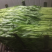 白梗空心菜绑把散装