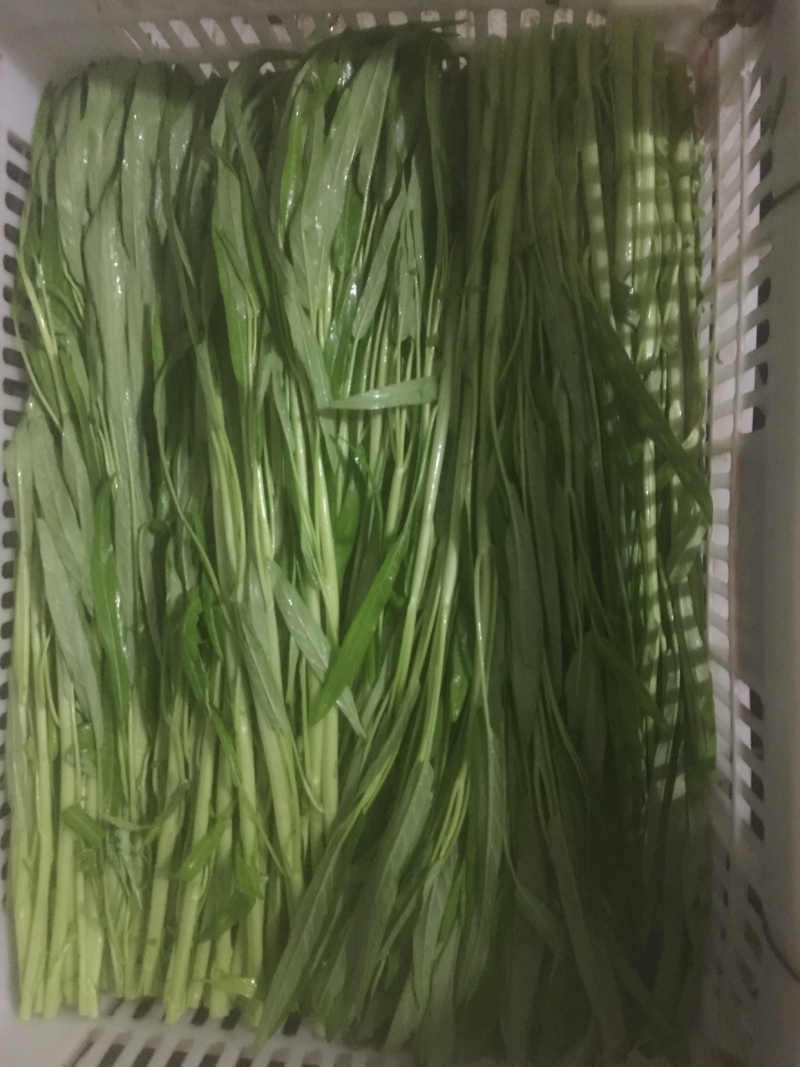 白梗空心菜绑把散装