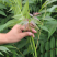 香椿树苗，香椿苗种植基地，提供种植技术香椿苗价格