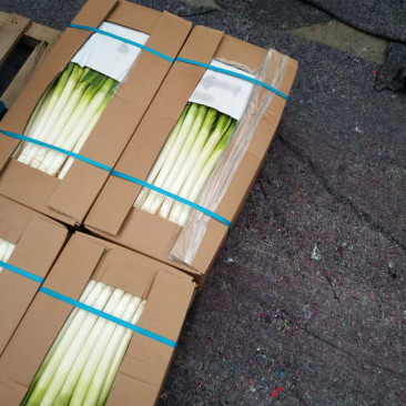 漳浦中葱上市中，欢迎来电咨询产地直发，价格便宜质量保证