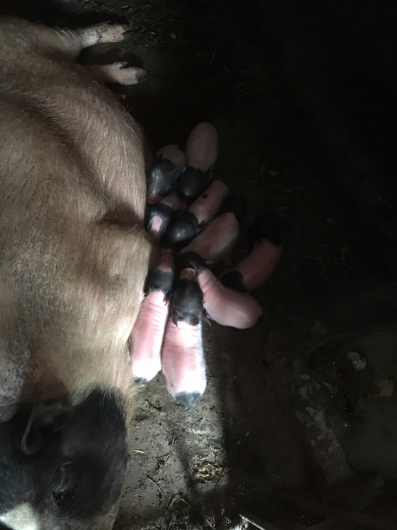 巴马香猪60斤左右初配母猪，种猪基地