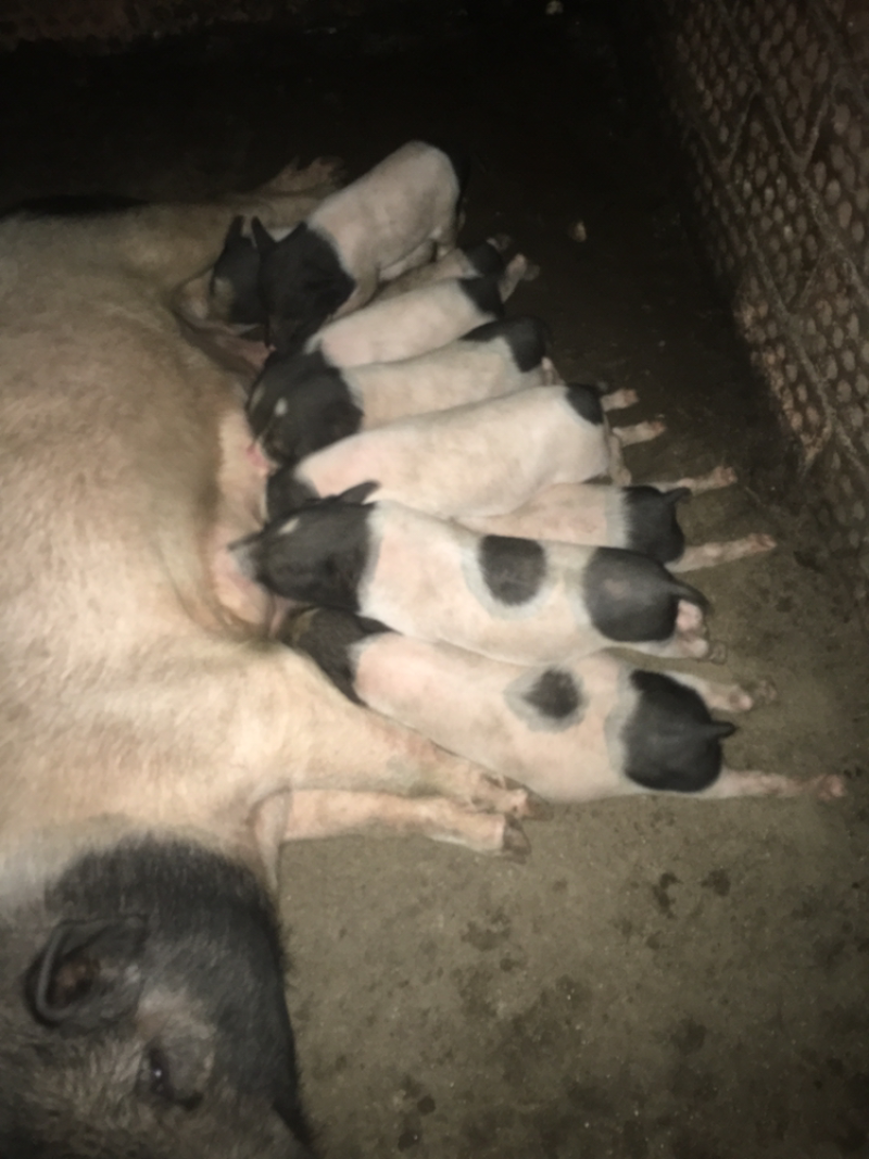巴马香猪60斤左右初配母猪，种猪基地