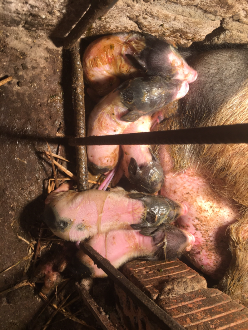 巴马香猪60斤左右初配母猪，种猪基地