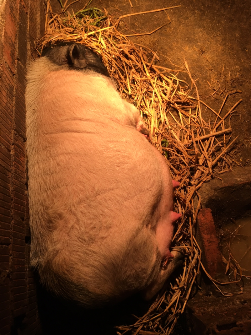 巴马香猪60斤左右初配母猪，种猪基地