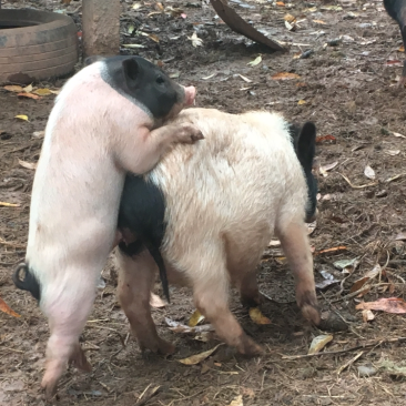 巴马香猪60斤左右初配母猪，种猪基地