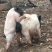巴马香猪60斤左右初配母猪，种猪基地