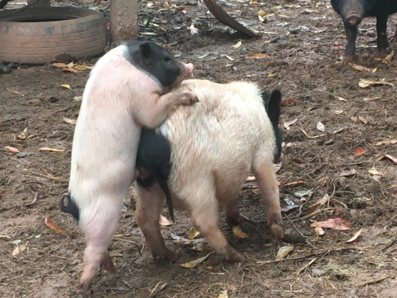 巴马香猪60斤左右初配母猪，种猪基地