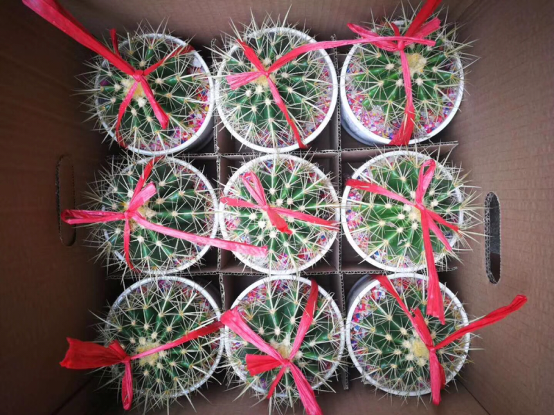 仙人球组盆