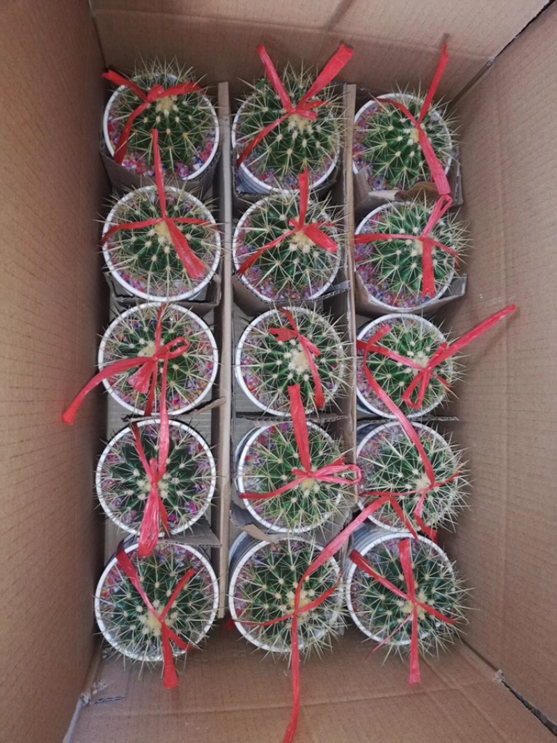 仙人球组盆
