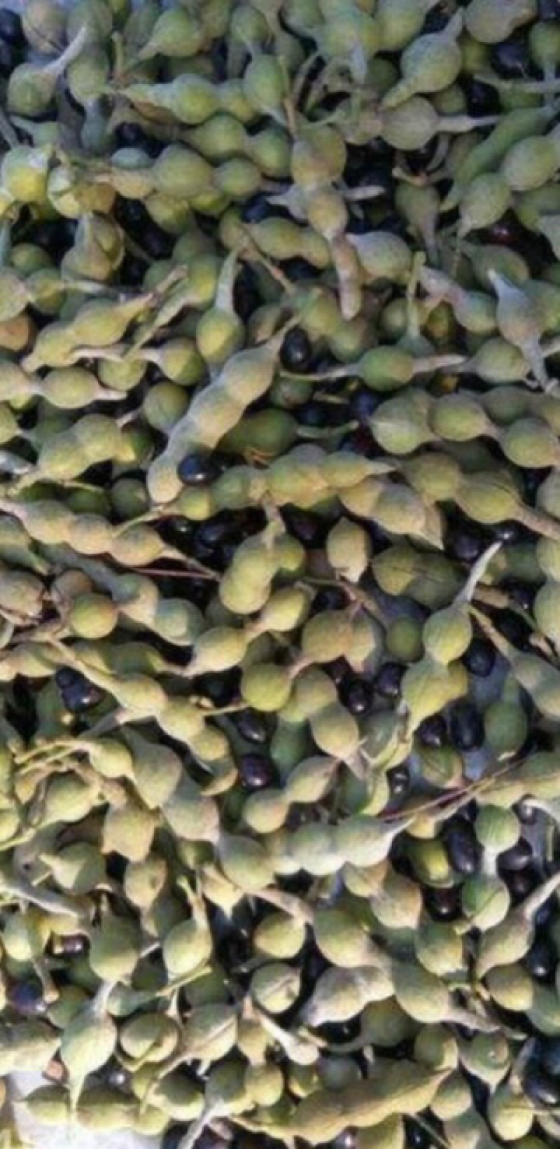 山豆根种子发芽率90%以上，支持货到付款