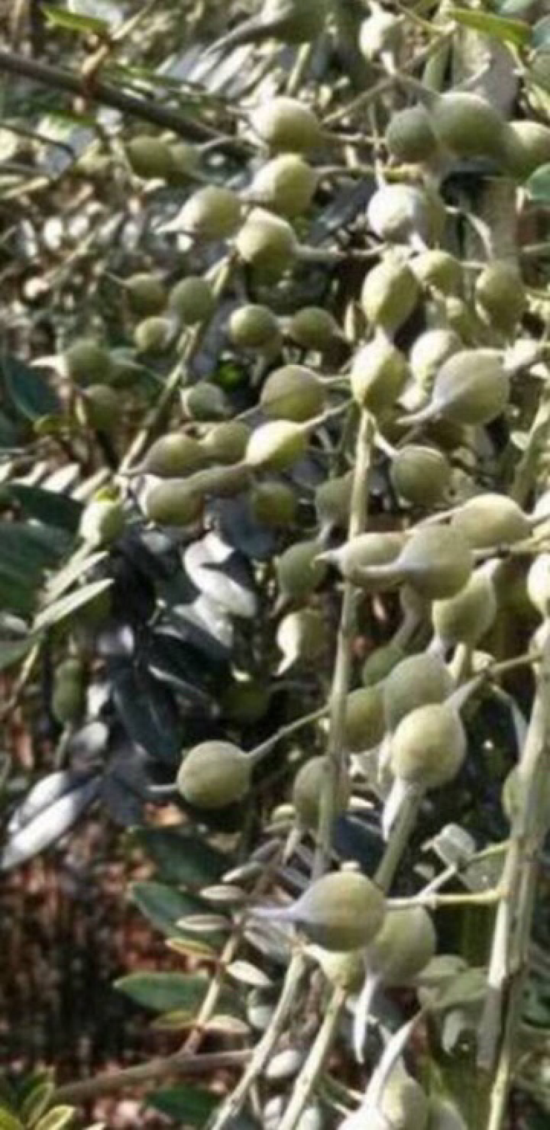 山豆根种子发芽率90%以上，支持货到付款