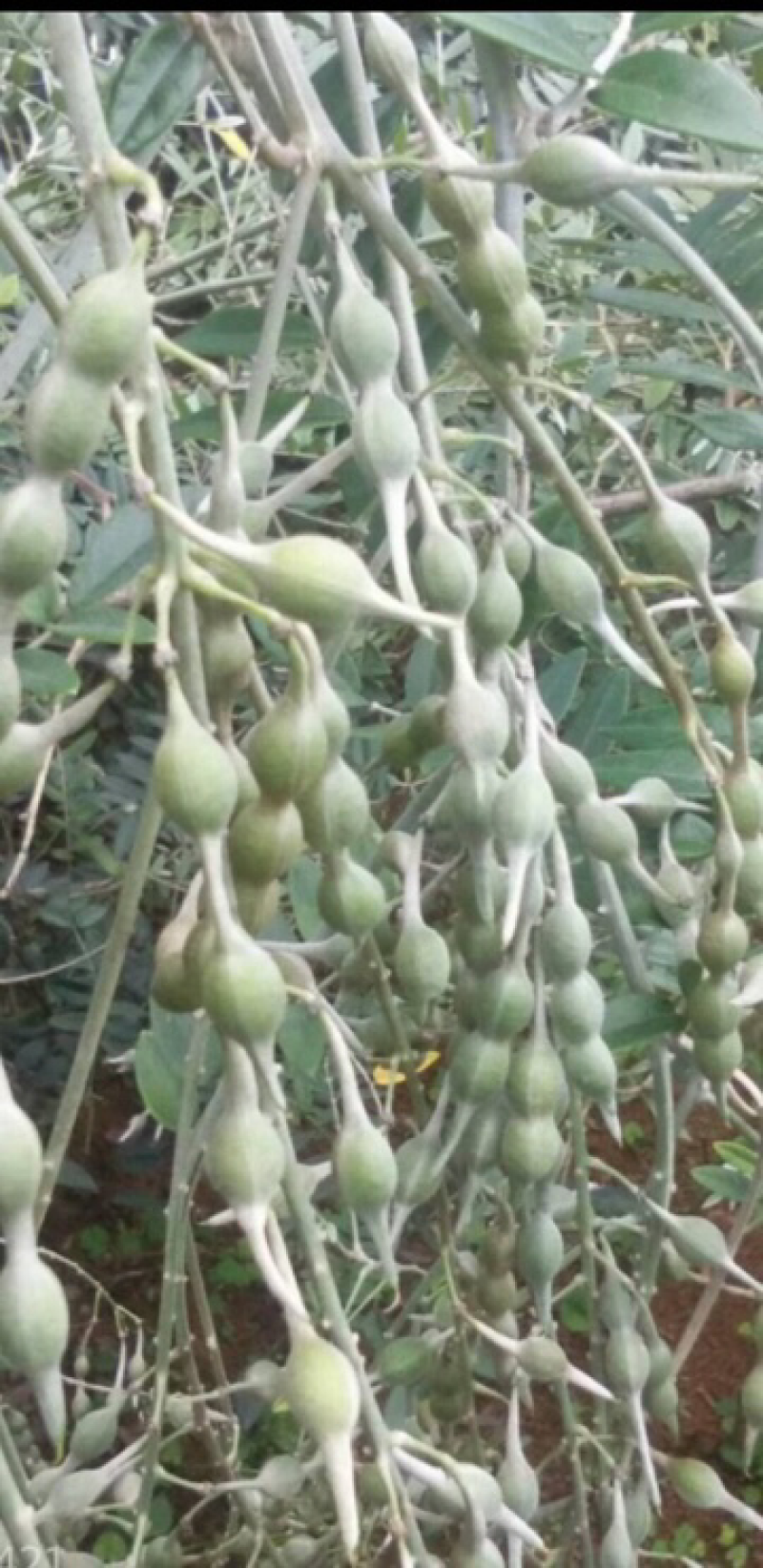 山豆根种子发芽率90%以上，支持货到付款