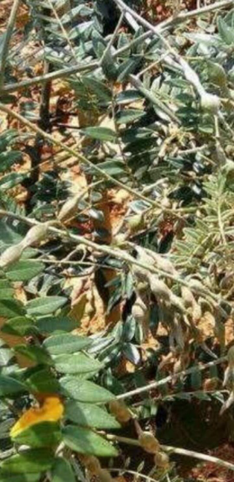 山豆根种子发芽率90%以上，支持货到付款