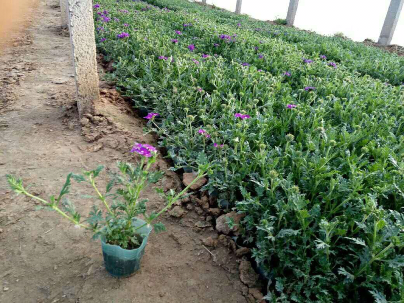 桑托斯马鞭草马鞭草苗马鞭草杯苗马鞭草种苗