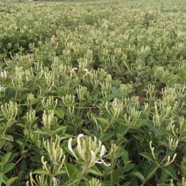 封丘豫新一号优质金银花